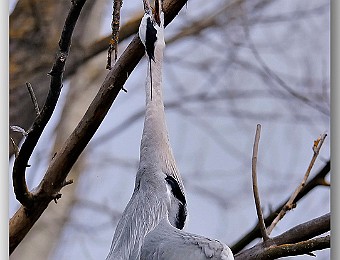 Animali 027